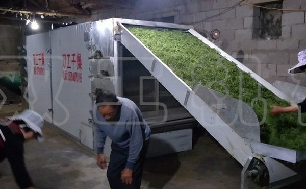 茶葉烘干機